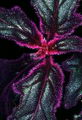 Purple Passion Vine